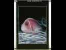 Картина Fish